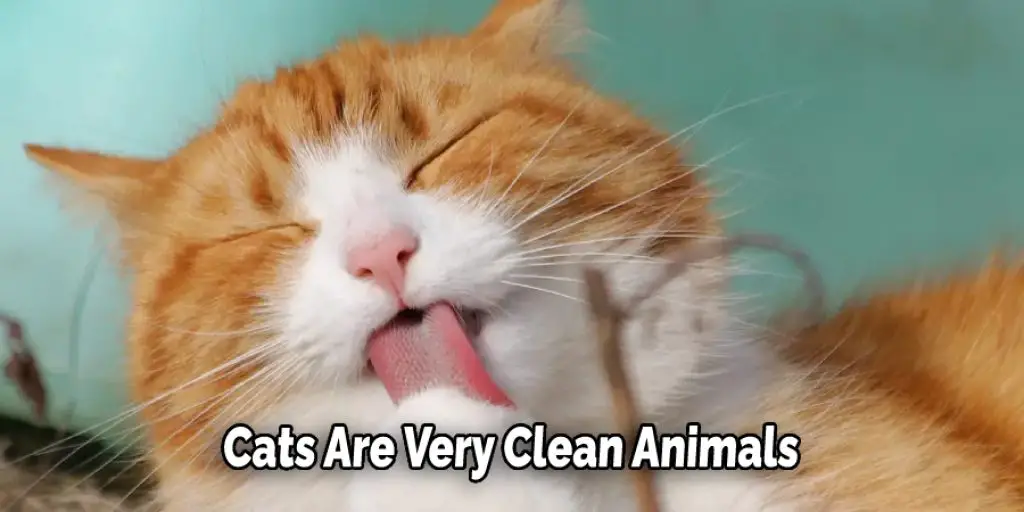 Cats Are Very Clean Animals