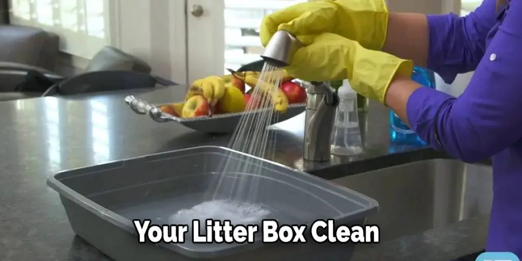 Your Litter Box Clean