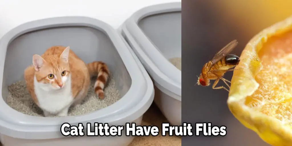 Cat Litter Have Fruit Flies