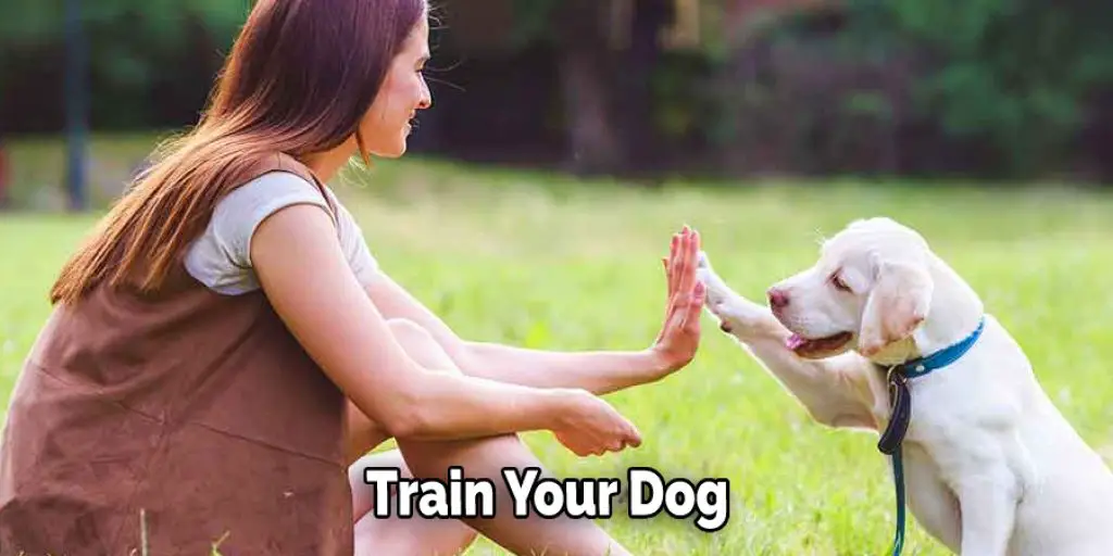 Train Your Dog