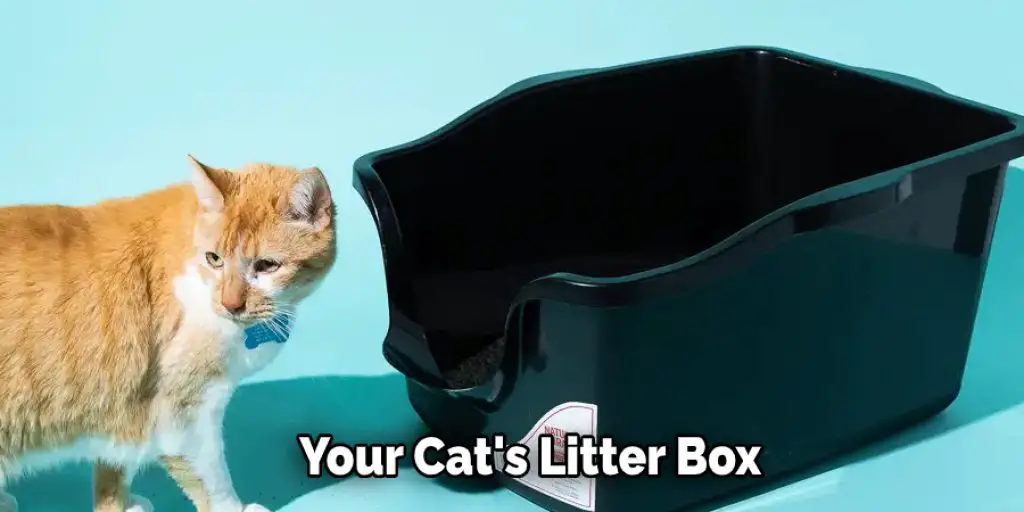 Your Cat's Litter Box