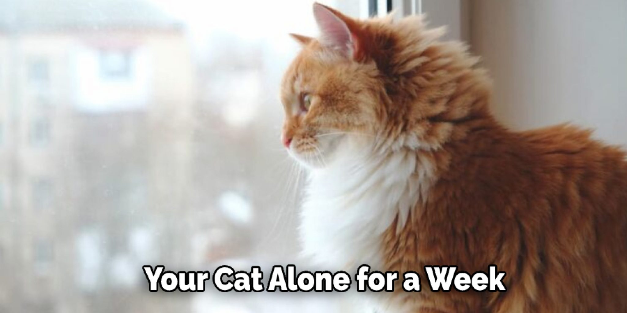 Can I Leave My Cat Alone for A Week 6 Tips to Follow (2024)