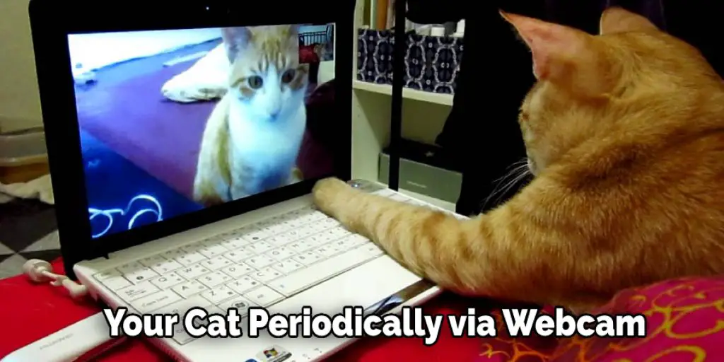 Your Cat Periodically via Webcam