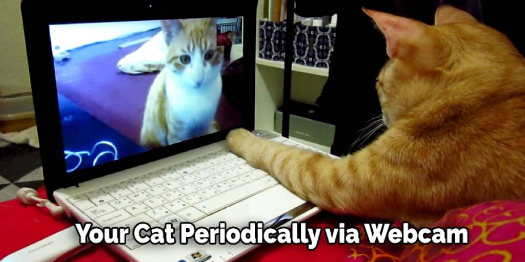 Can I Leave My Cat Alone For A Week 6 Tips To Follow 2024 