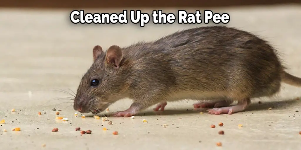 Cleaned Up the Rat Pee