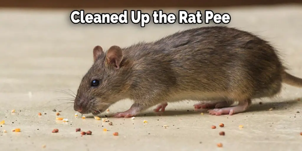 How to Stop Pet Rats from Peeing Everywhere 10 Tips (2024)