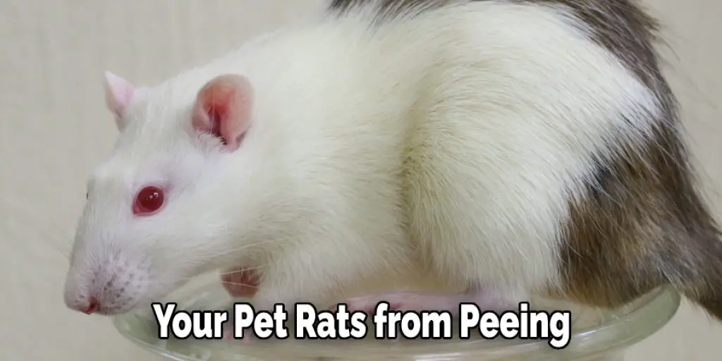 Your Pet Rats from Peeing