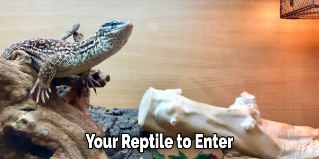 Your Reptile to Enter 