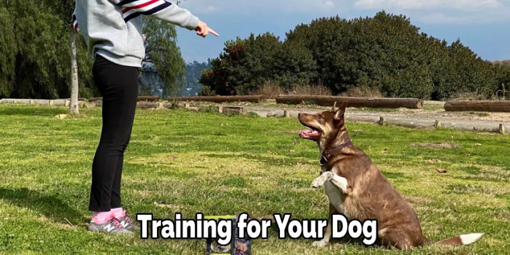 Training for Your Dog