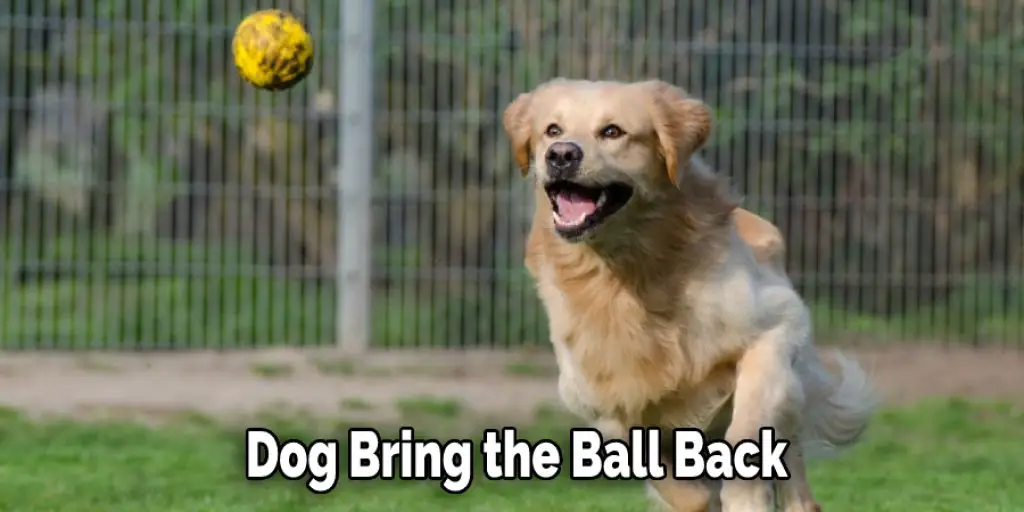 Dog Bring the Ball Back
