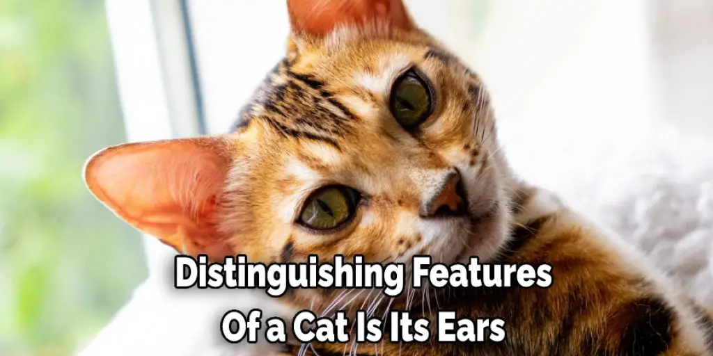 Distinguishing Features Of a Cat Is Its Ears
