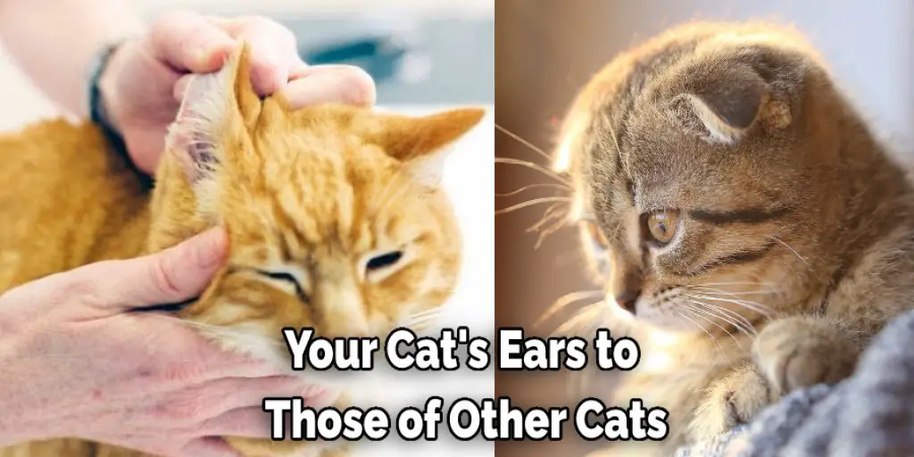Your Cat's Ears to  Those of Other Cats