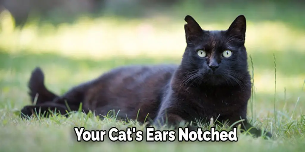 Your Cat's Ears Notched