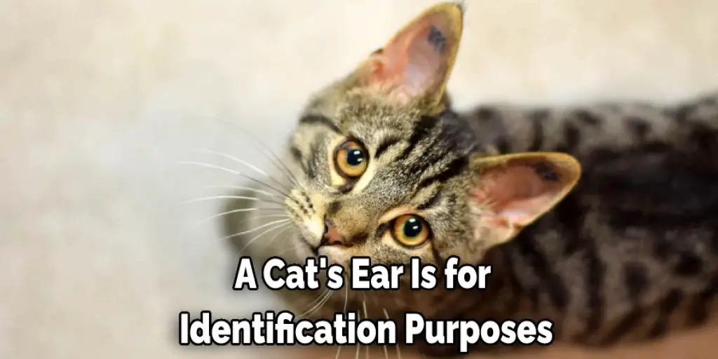 A Cat's Ear Is for  Identification Purposes