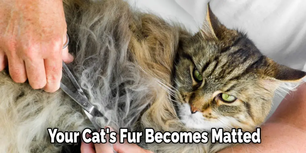 Your Cat's Fur Becomes Matted