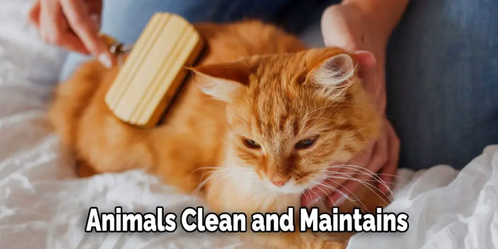 Animals Clean and Maintains 