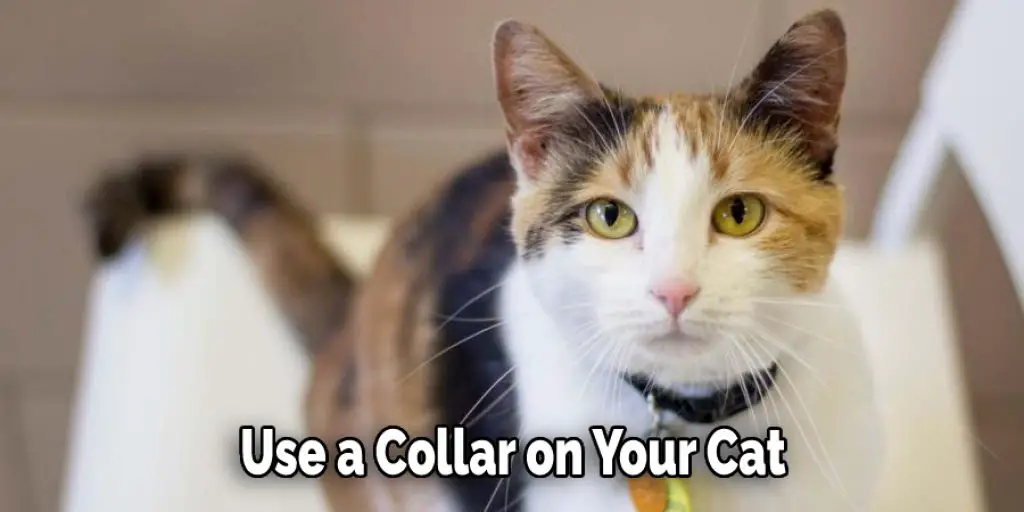 Use a Collar on Your Cat