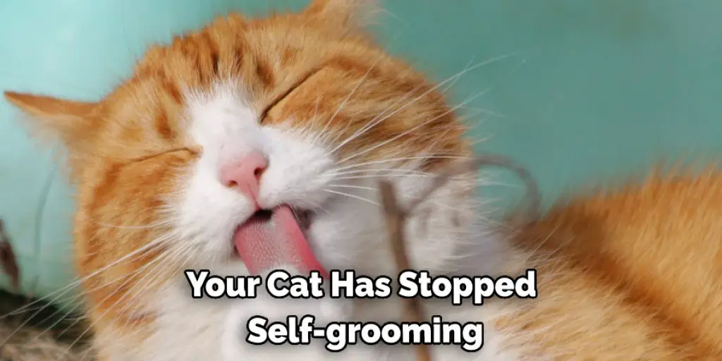 Your Cat Has Stopped Self-grooming