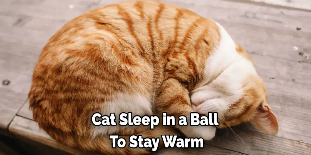 Cat Sleep in a Ball  To Stay Warm