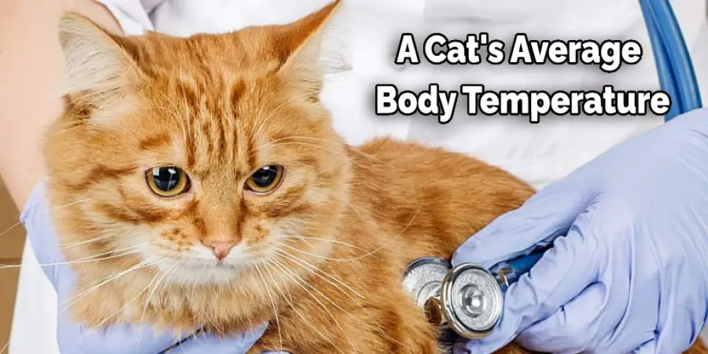 A Cat's Average Body Temperature