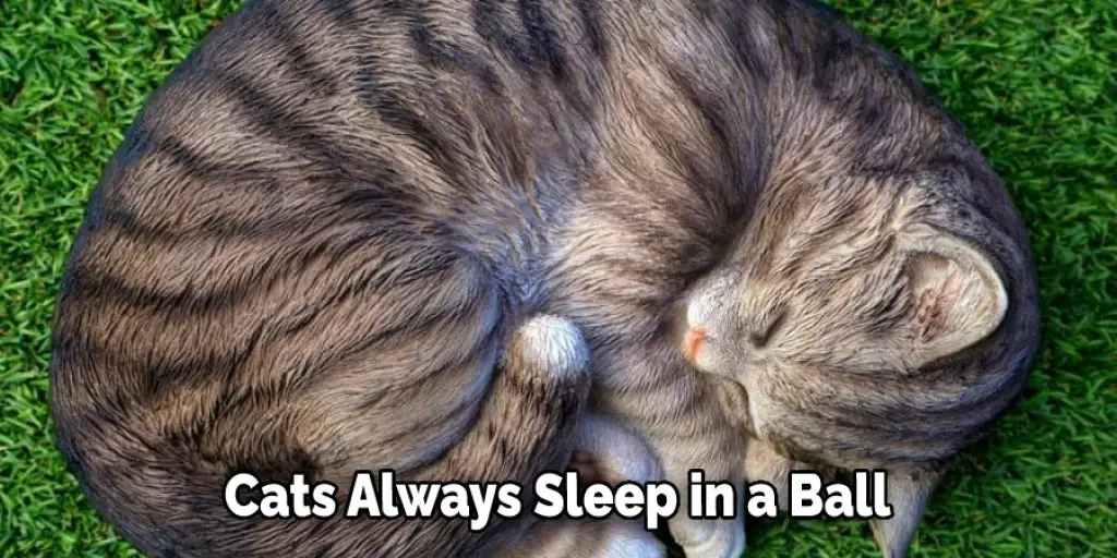 Cats Always Sleep in a Ball