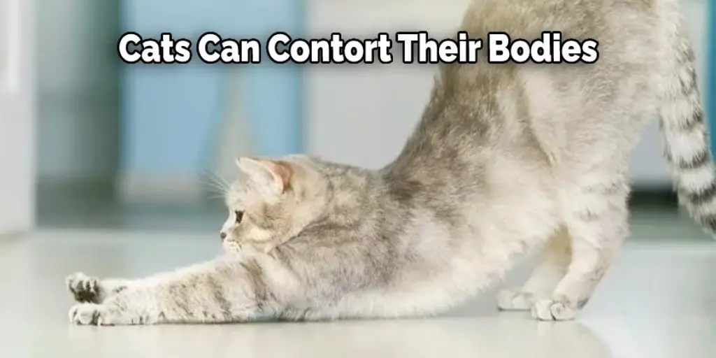 Cats Can Contort Their Bodies