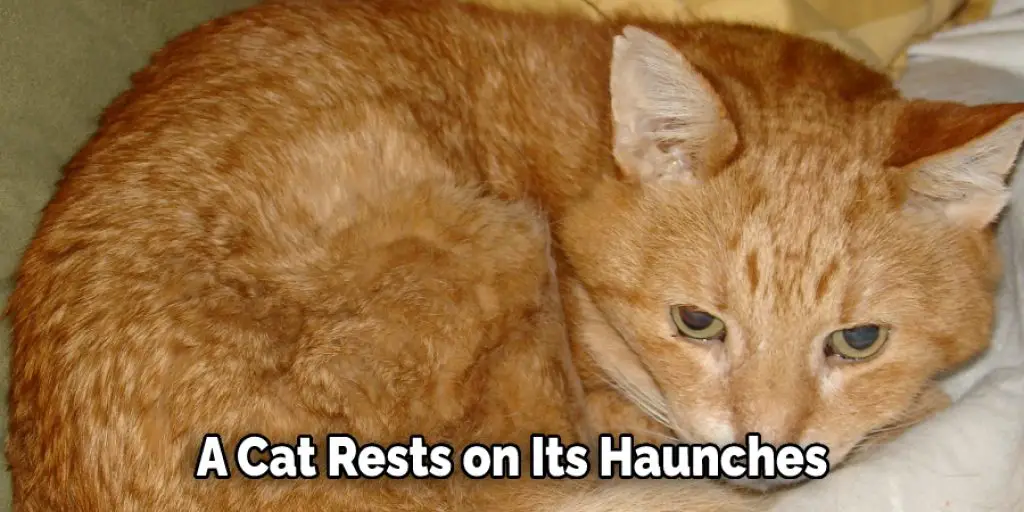 A Cat Rests on Its Haunches