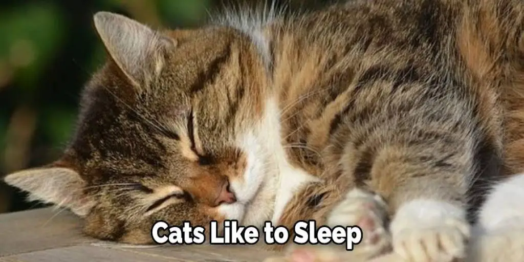 Cats Like to Sleep