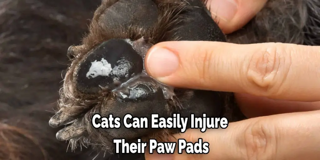 Cats Can Easily Injure  Their Paw Pads