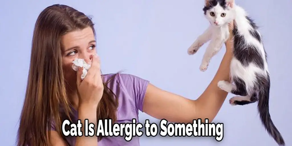 Cat Is Allergic to Something