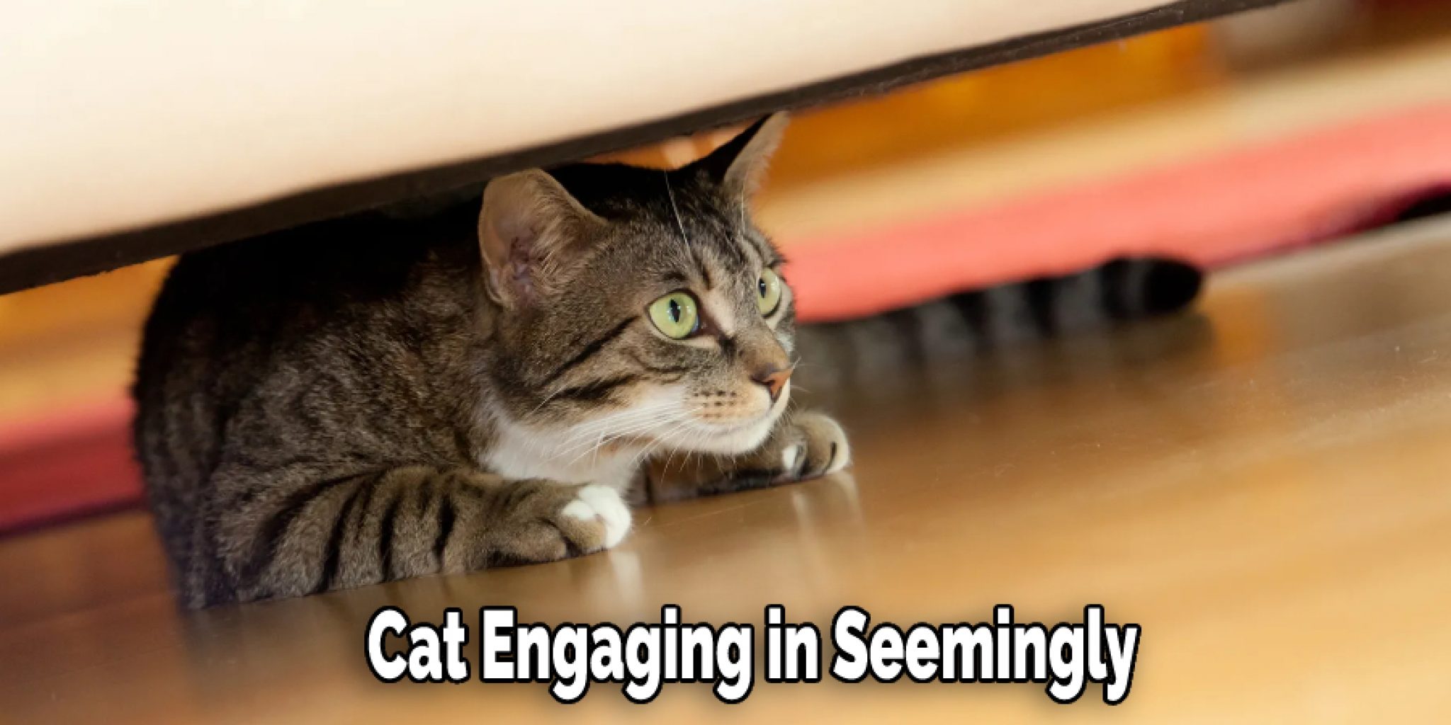 Why Is My Cat Licking the Carpet Detailed Guide (2024)