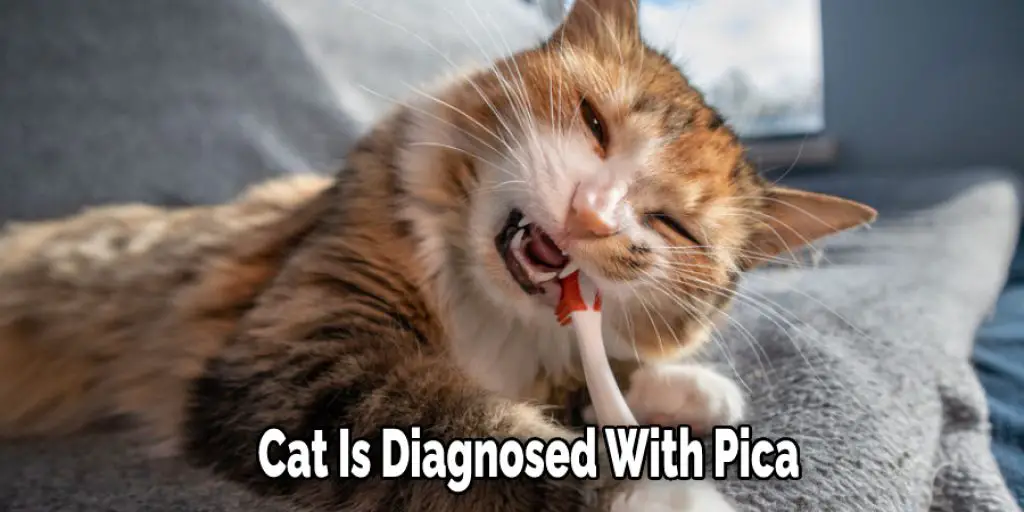 Cat Is Diagnosed With Pica