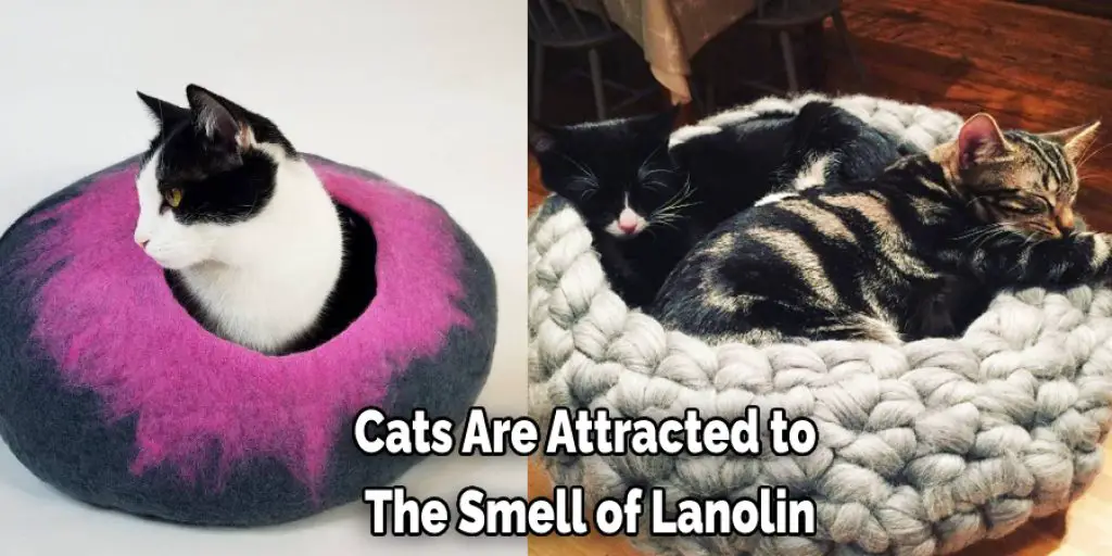 Cats Are Attracted to  The Smell of Lanolin