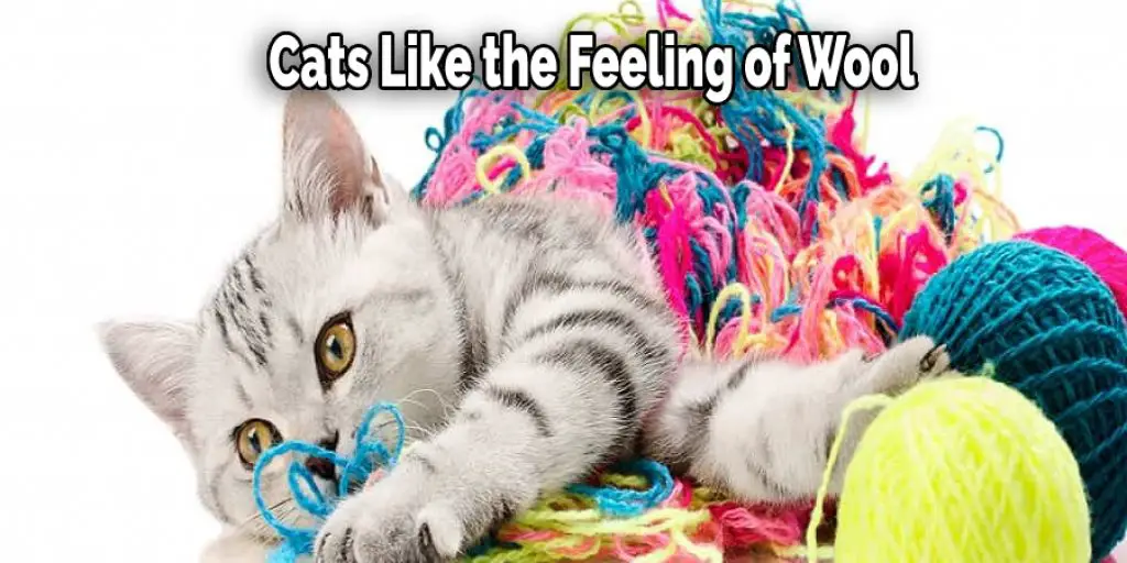Cats Like the Feeling of Wool