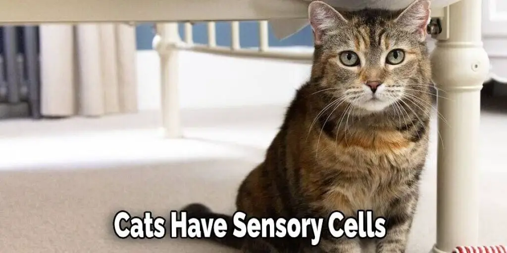 Cats Have Sensory Cells