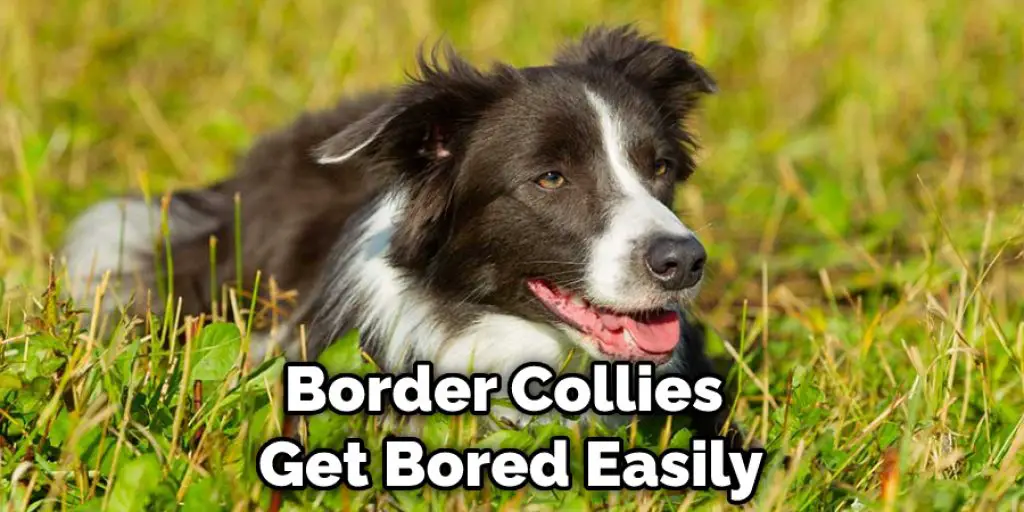 Border Collies Get Bored Easily