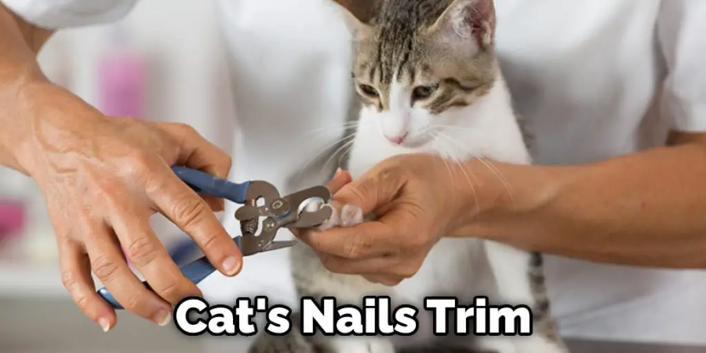 Cat's Nails Trim