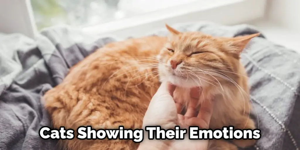 Cats Showing Their Emotions