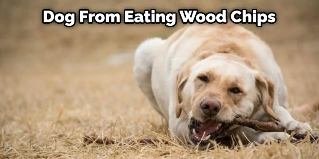Dog From Eating Wood Chips