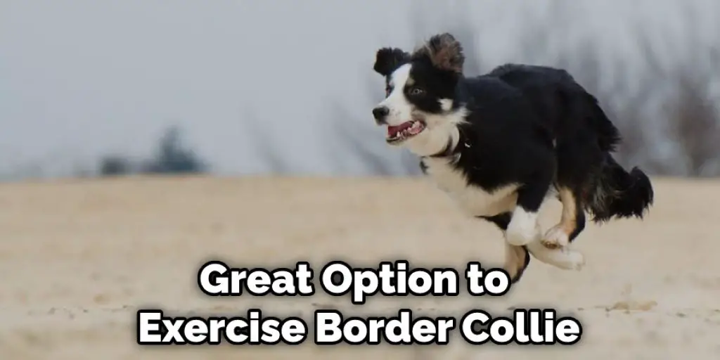 Great Option to  Exercise Border Collie
