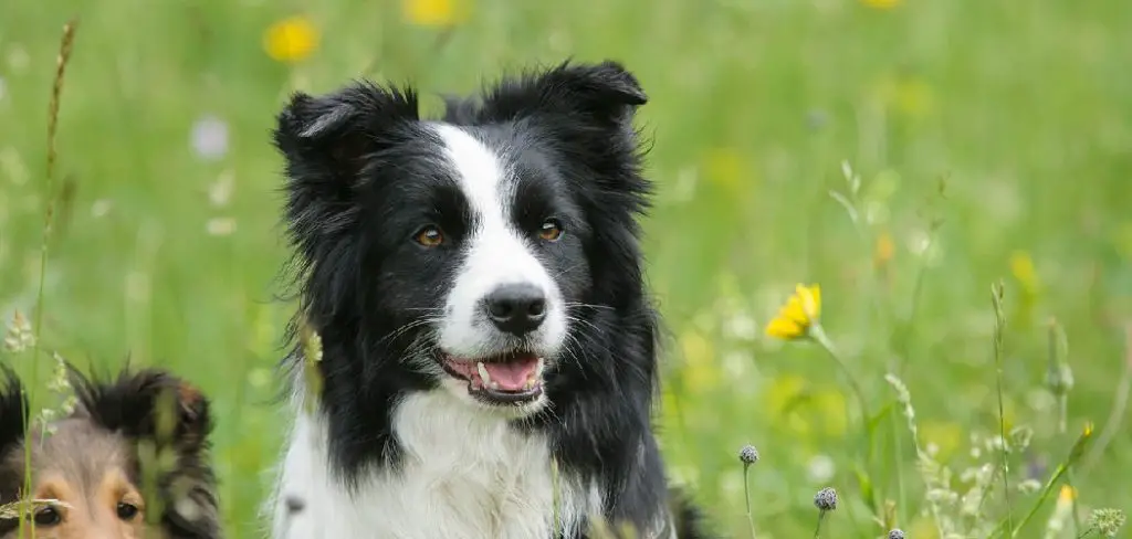 How to Keep a Border Collie Busy