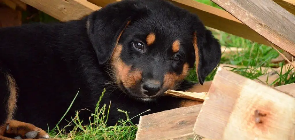 How to Stop My Dog From Eating Wood Chips