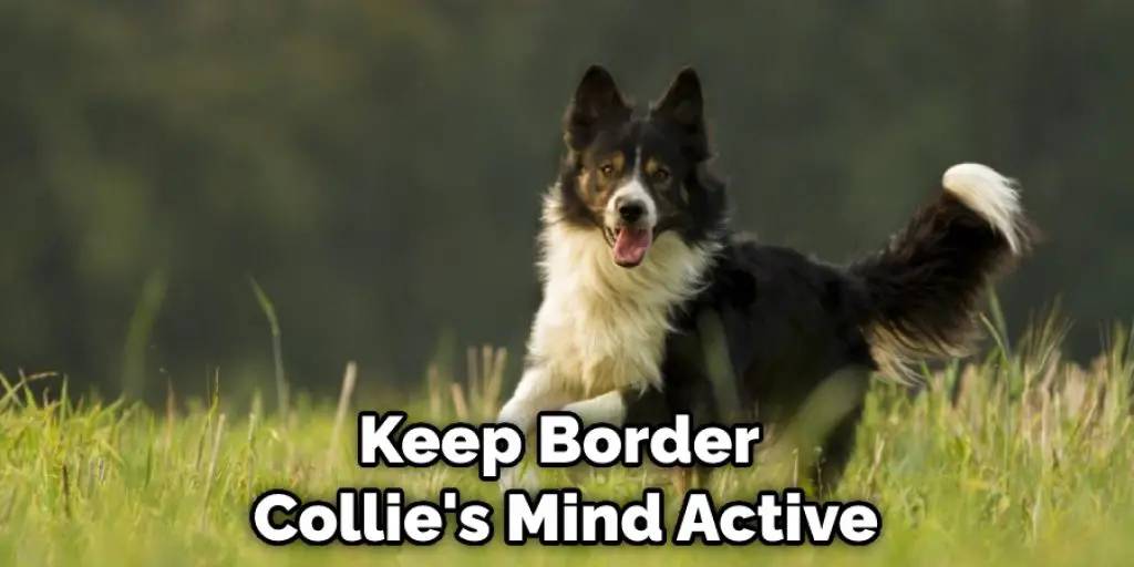 Keep Border  Collie's Mind Active