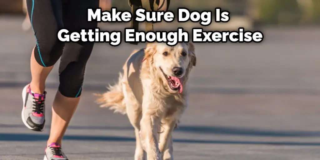 Make Sure Dog Is  Getting Enough Exercise