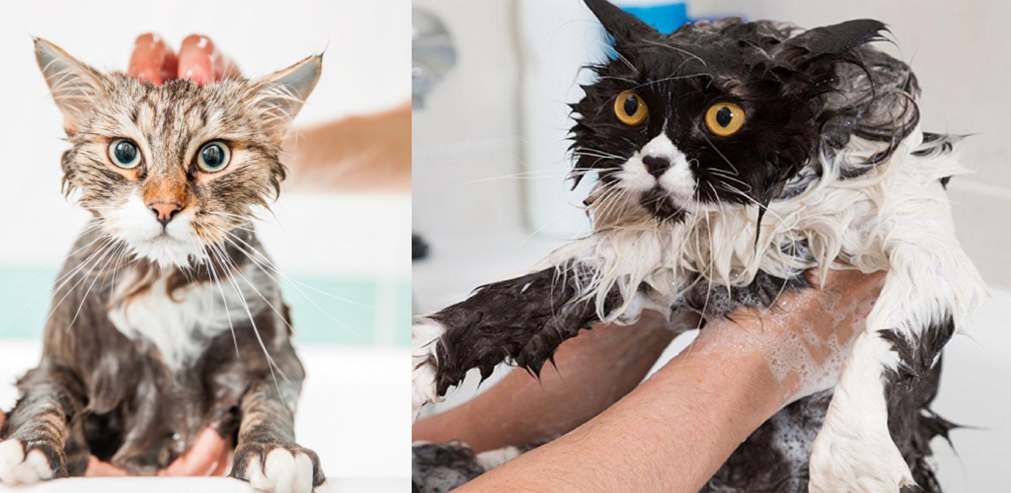 How to Wash a Stray Cat 6 Easy Steps to Do it