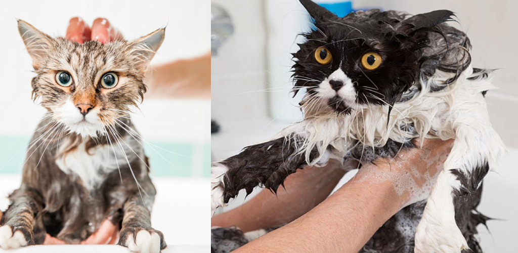 How to Wash a Stray Cat 6 Easy Steps to Do it