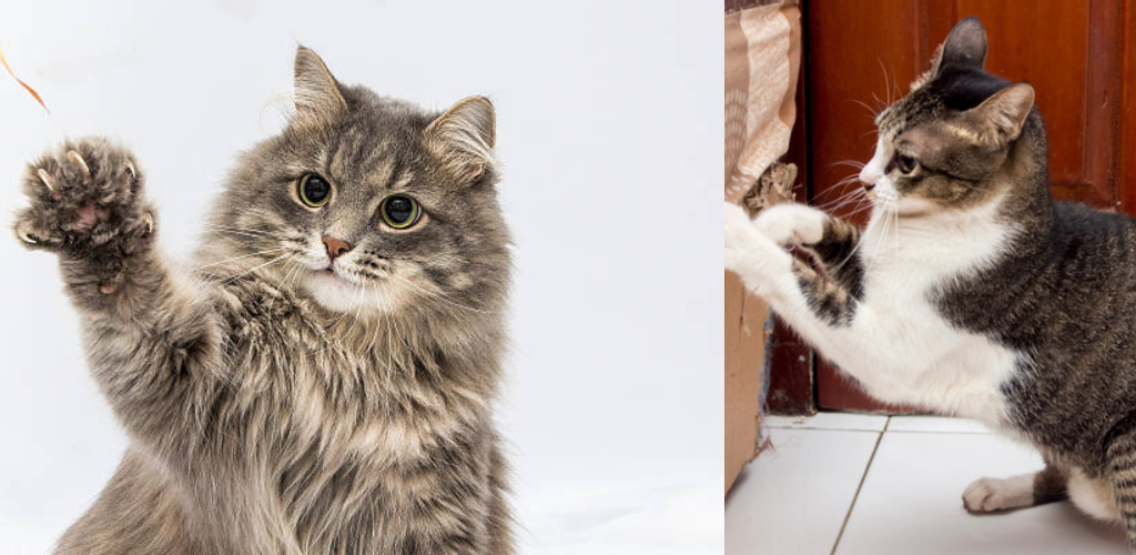 How to Stop Cats From Scratching Leather Furniture 5 Methods