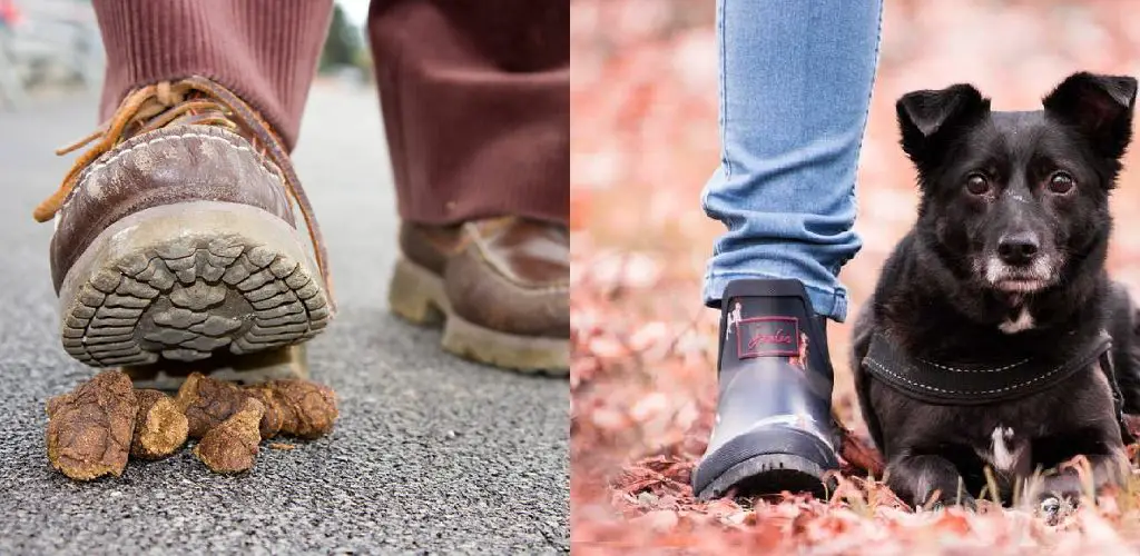 How to Remove Dog Poop From Shoe