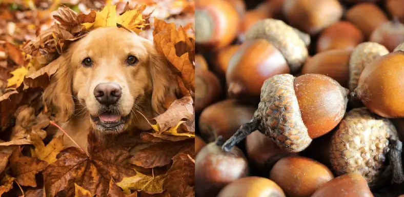 How to Stop Dog From Eating Acorns