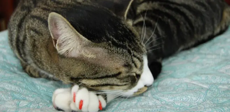 How to Take Off Cat Nail Caps